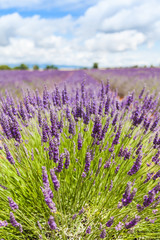 Obraz premium Lavander field