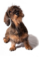 Cane bassotto tedesco a pelo ruvido