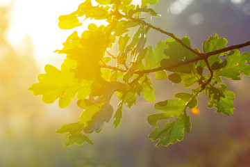 oak tree branch in a rays of sun