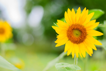 close up of the sunflower plant
