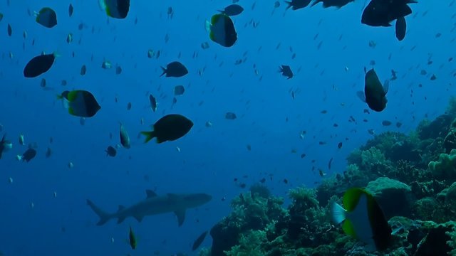 Whitetip reef shark swims along a coral reef