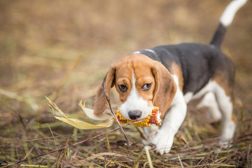 Beagle puppy with corn - Pet autumn adventures