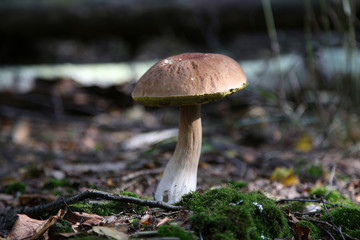 Steinpilz