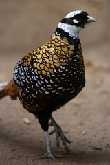 Königsfasan