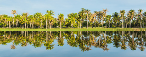 Coconut garden at lakeside,panorama - 72452283