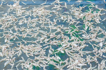 Small fish are drying on the net