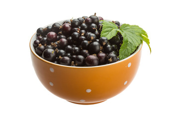 Black currant
