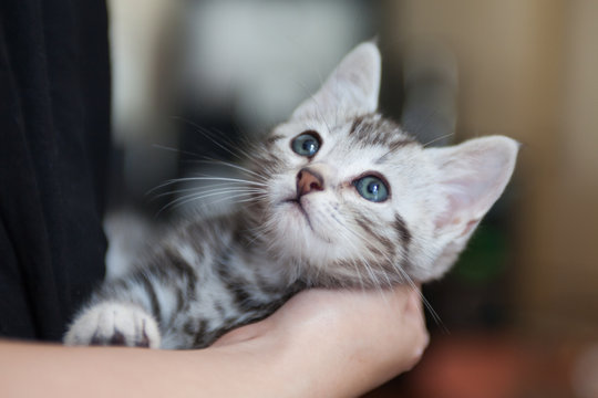 猫 アメリカンショートヘア