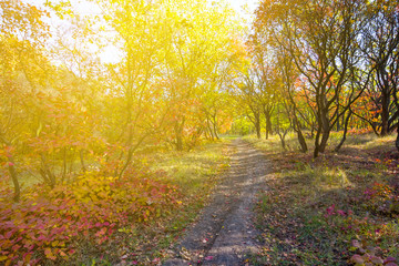 autumn park by a sunny day
