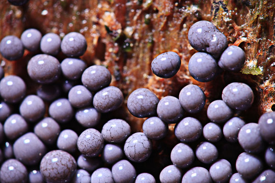 micro-organism fungus mold structure