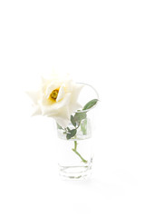 white rose on isolated background