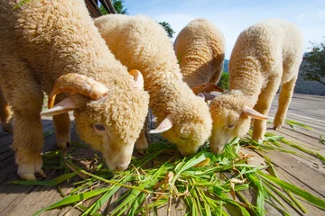 Papier Peint photo Lavable Moutons merino sheep eating ruzi grass leaves on wood ground of rural ra