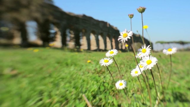 Fiori al vento con un acquedotto romano sullo sfondo
