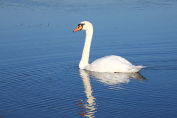 Eleganter Vogel Schwan