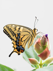 紫紺野牡丹にとまる黄揚羽