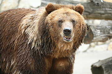 Fototapeta na wymiar brown bear in a zoo