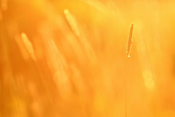 sunset, golden background summer grass