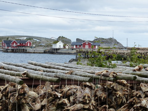 S&eacute;choir &agrave; morue aux &icirc;les Lofoten en Norv&egrave;ge