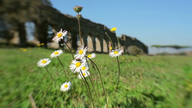 Fiori, mosca, vento, acquedotto romano