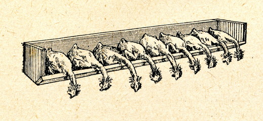 Cooling of slaughtered chikens