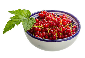 Red currant