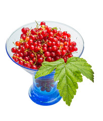 Red currant