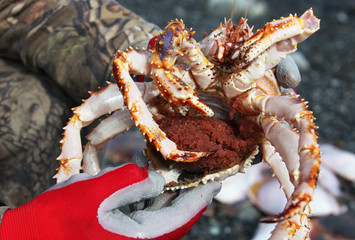 Far East Crab with caviar in the hands of the fisherman