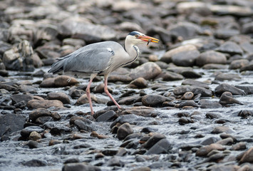 Grey heron eating fish