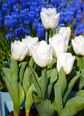 Beautiful white tulips and blue flowers behind.