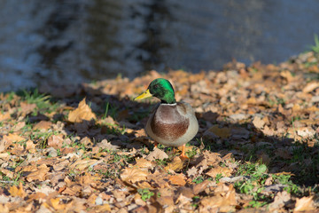 duck on the fall foliage