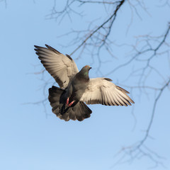 pigeon in flight