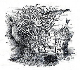 Sea anemones © Juulijs