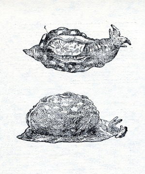 Sea hare from above and from side (1- shell)