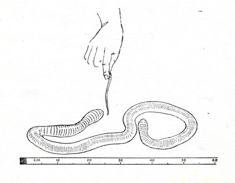 Giant Gippsland Earthworm (Megascolides Australis)