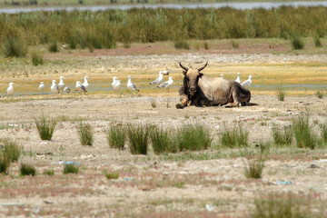 big bull in danube delta