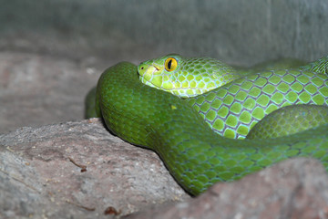 green snake