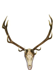 big deer stag trophy