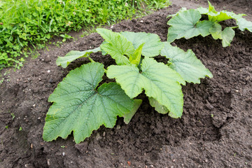 Zucchini with large green leaves growing in the vegetable garden