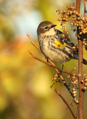 Female Yellow-Rumped Warbler