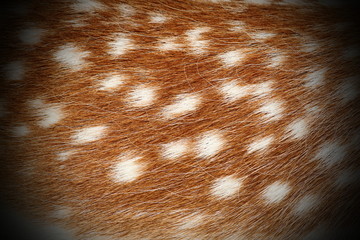 texture of dama real pelt