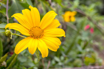 Tung Bua Tong (Mexican sunflower weed valley) in Thailand