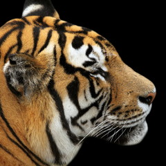tiger portrait on black background