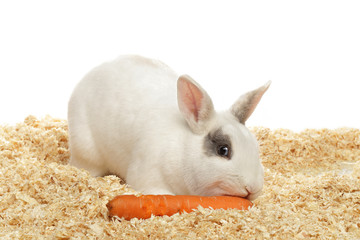 lapin nain blanc mangeant carotte