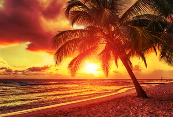Fotobehang Barbados © Fyle