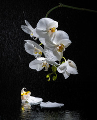 Phalaenopsis. White orchid