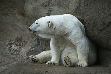 Polar bear in a zoo