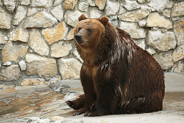 Fototapeta na wymiar brown bear in a zoo
