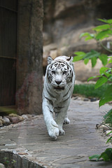 White albino tiger
