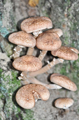 honey agaric mushroom