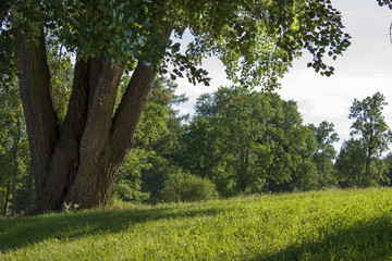Летний пейзаж в парке